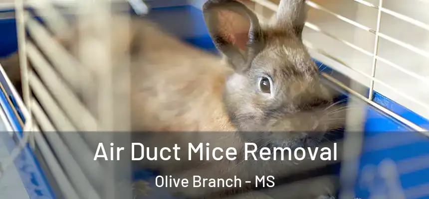 Air Duct Mice Removal Olive Branch - MS
